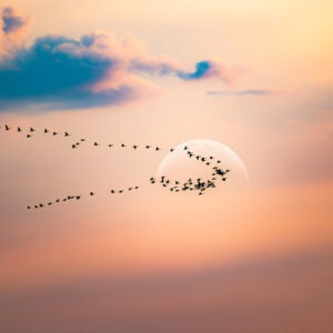 Birds Flying in a v shape as the sun sets